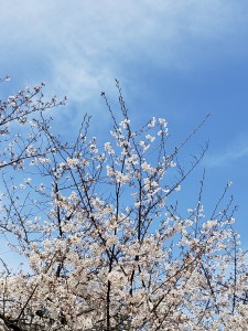 20190405_110131